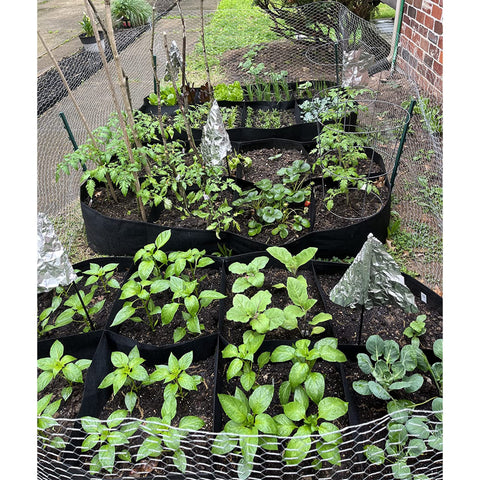 CJGQ planting bed in full sun supports easy vegetable and flower growth