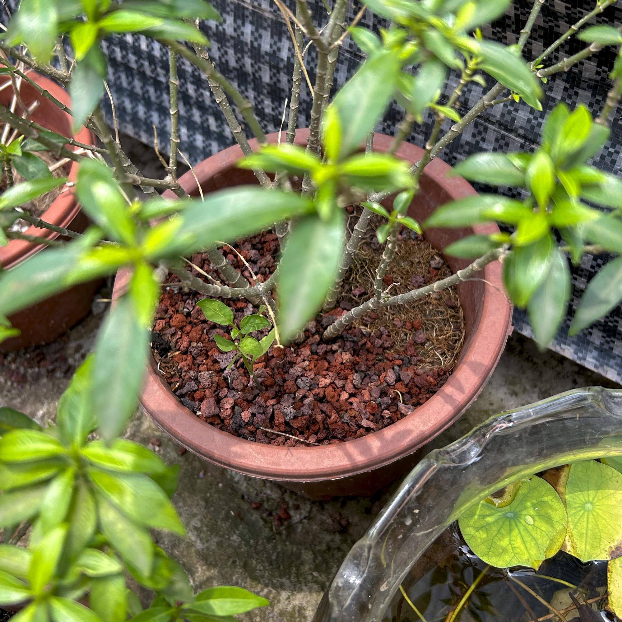 CJGQ red lava rocks half-inch size ideal for potting and decorative displays.