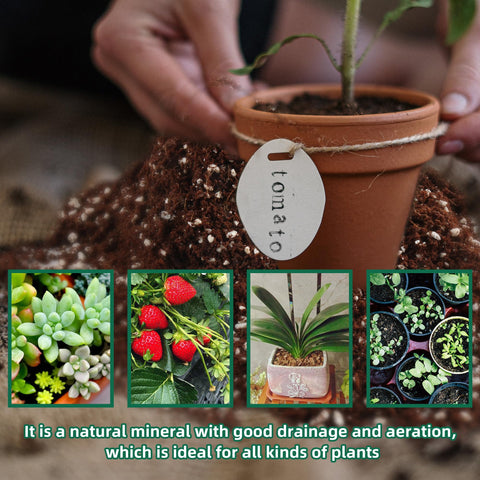 CJGQ Seed germination perlite aids uniform moisture and gentle rooting.