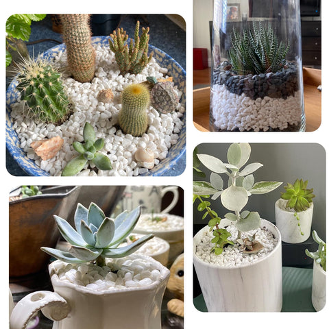 CJGQ white pebbles enhance vases with clean, minimalist decor.
