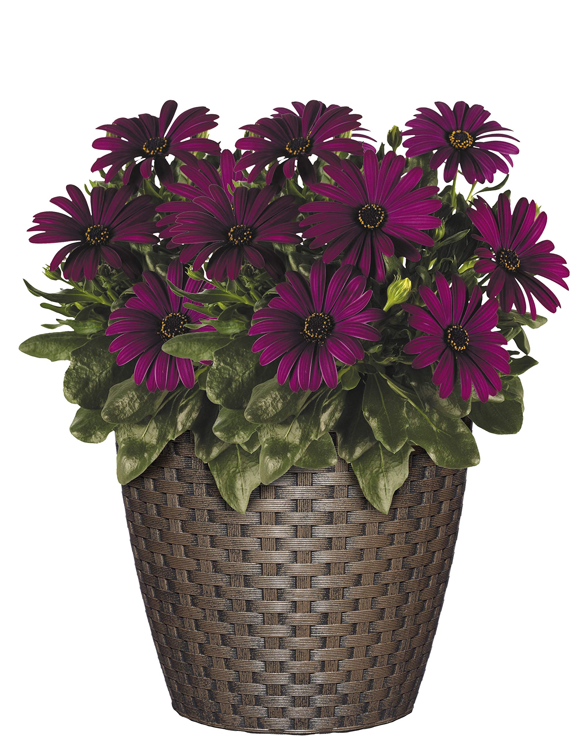 Close-up of basket weave in Russet, 8-inch Nantucket planter, adds style and durability.