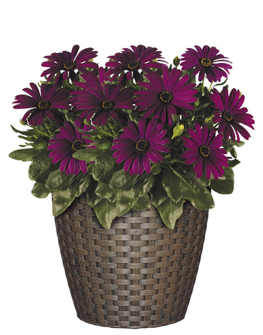 Close-up of basket weave in Russet, 8-inch Nantucket planter, adds style and durability.