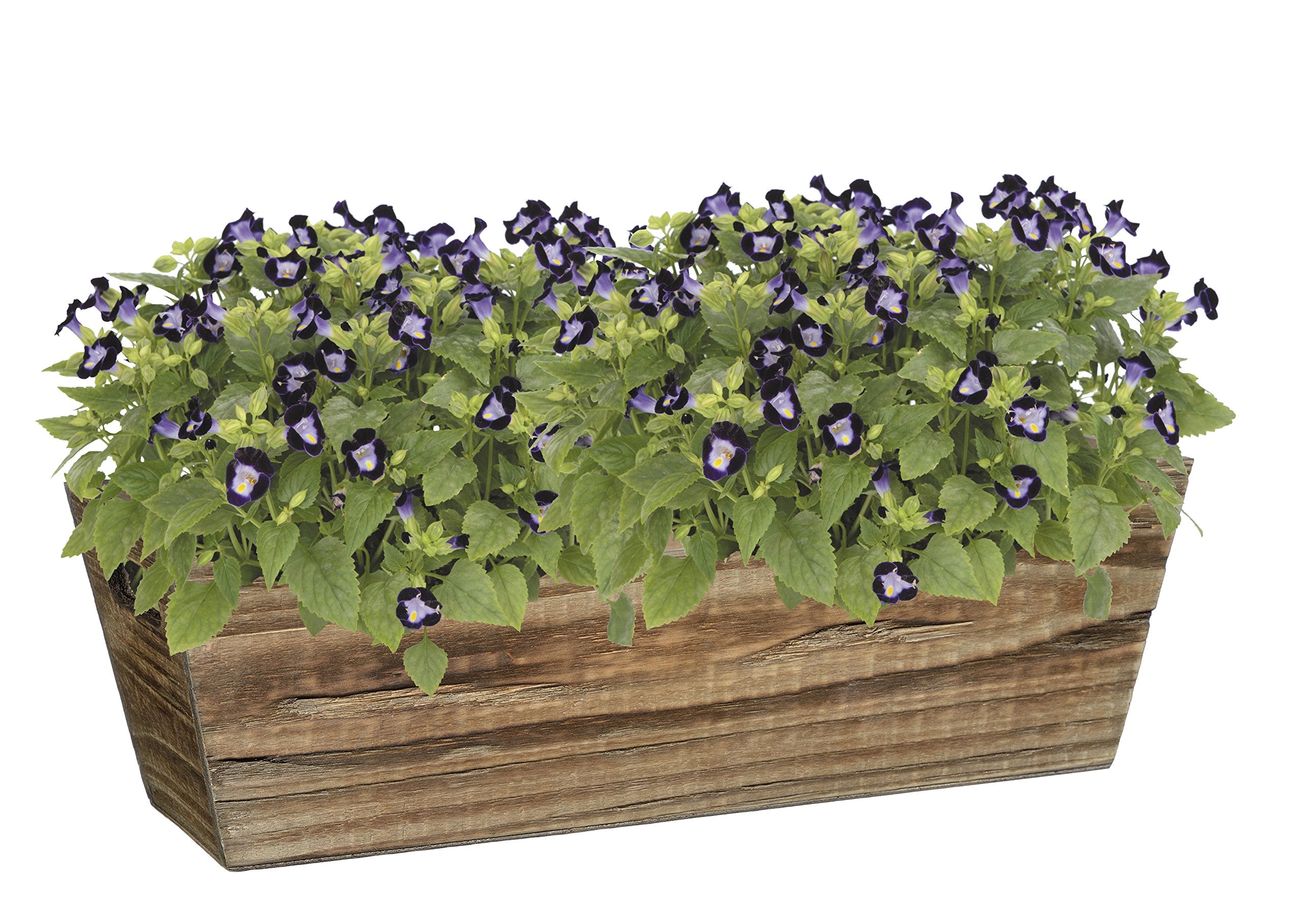 Classic Home & Garden window box side view lightweight yet durable for flexible placement