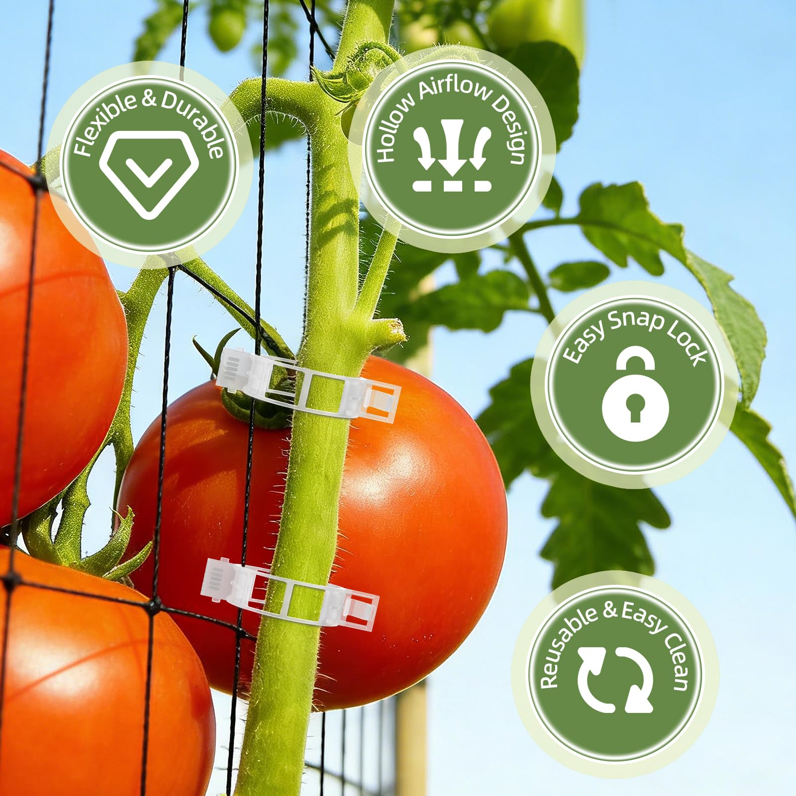 CLEANGOR tomato clips on stake provide secure upright growth.