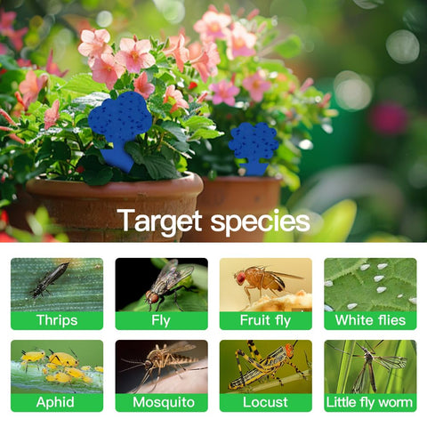 Cleanuper traps in a greenhouse environment for pest monitoring