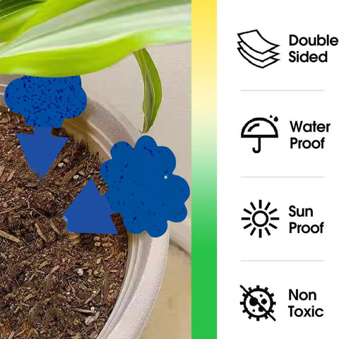Cleanuper traps used indoors and outdoors on plants and windowsills