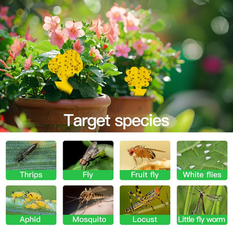 Cleanuper yellow sticky traps provide quick capture of fungus gnats in soil