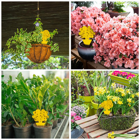Cleanuper yellow traps for kitchens and patios reduce flying pests safely