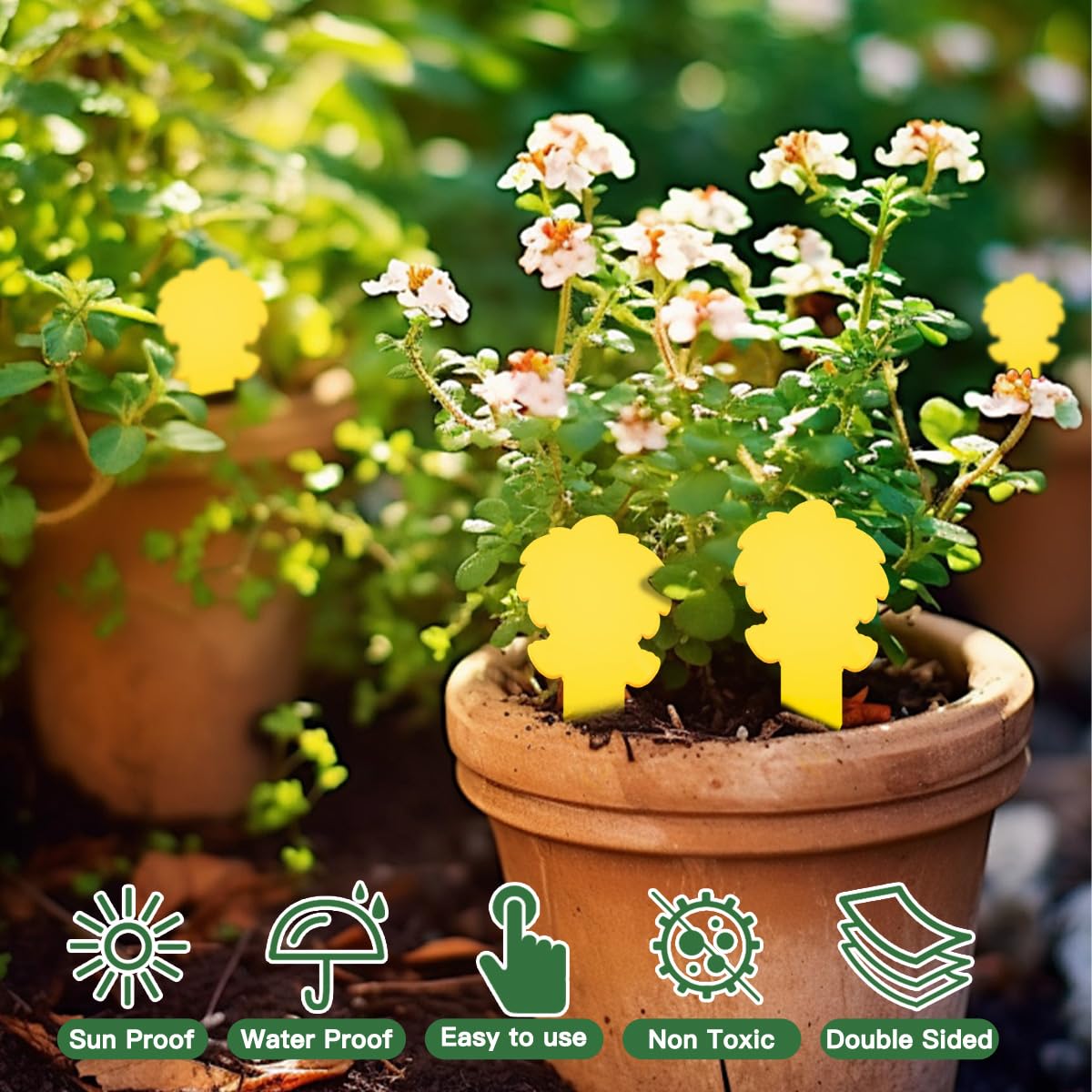Cleanuper kid-pet safe gnat trap designed for homes.