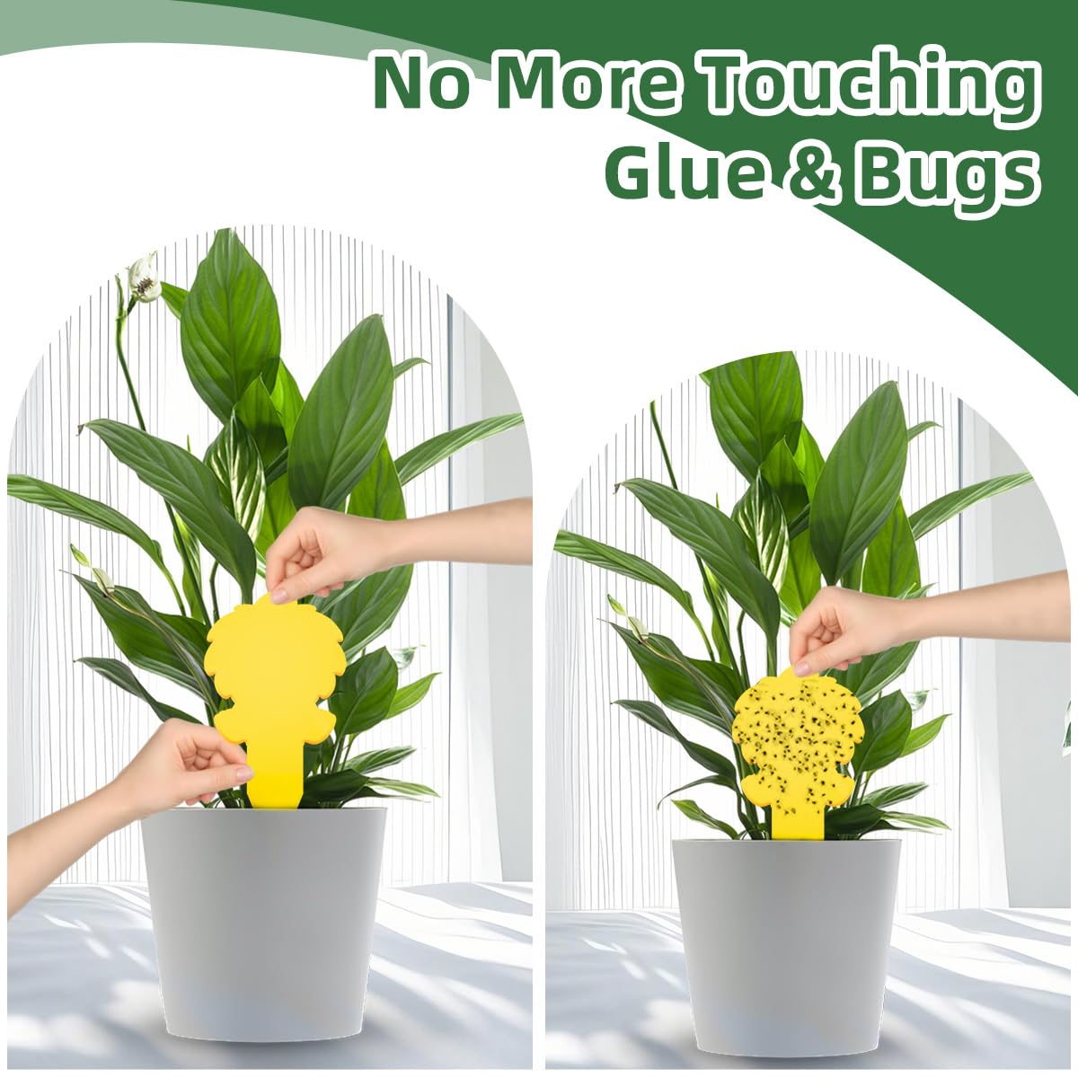 Cleanuper yellow sticky gnat trap surface for quick capture.