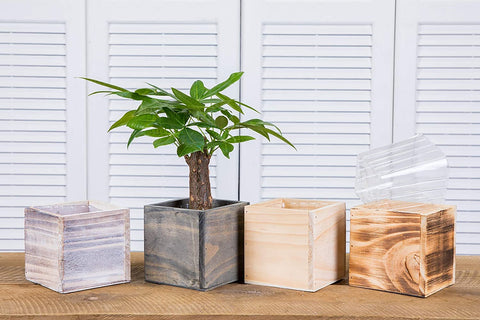 Clear Plastic Liner with no drainage holes for indoor use and no leaks.