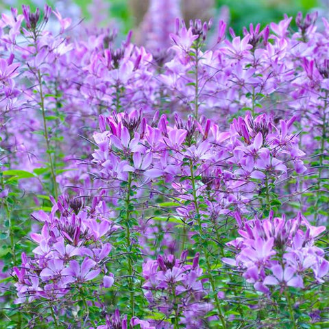 Cleome mix spider flower in a border backdrop adds vertical drama and color.