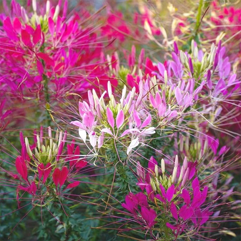Cleome mix spider flower direct sow in sun for easy establishment and blooms.
