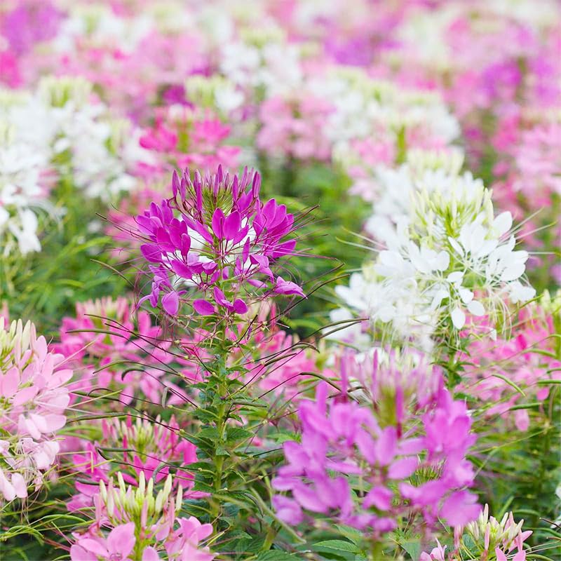 Cleome mix spider flower blooms lure hummingbirds, enriching garden life and motion.