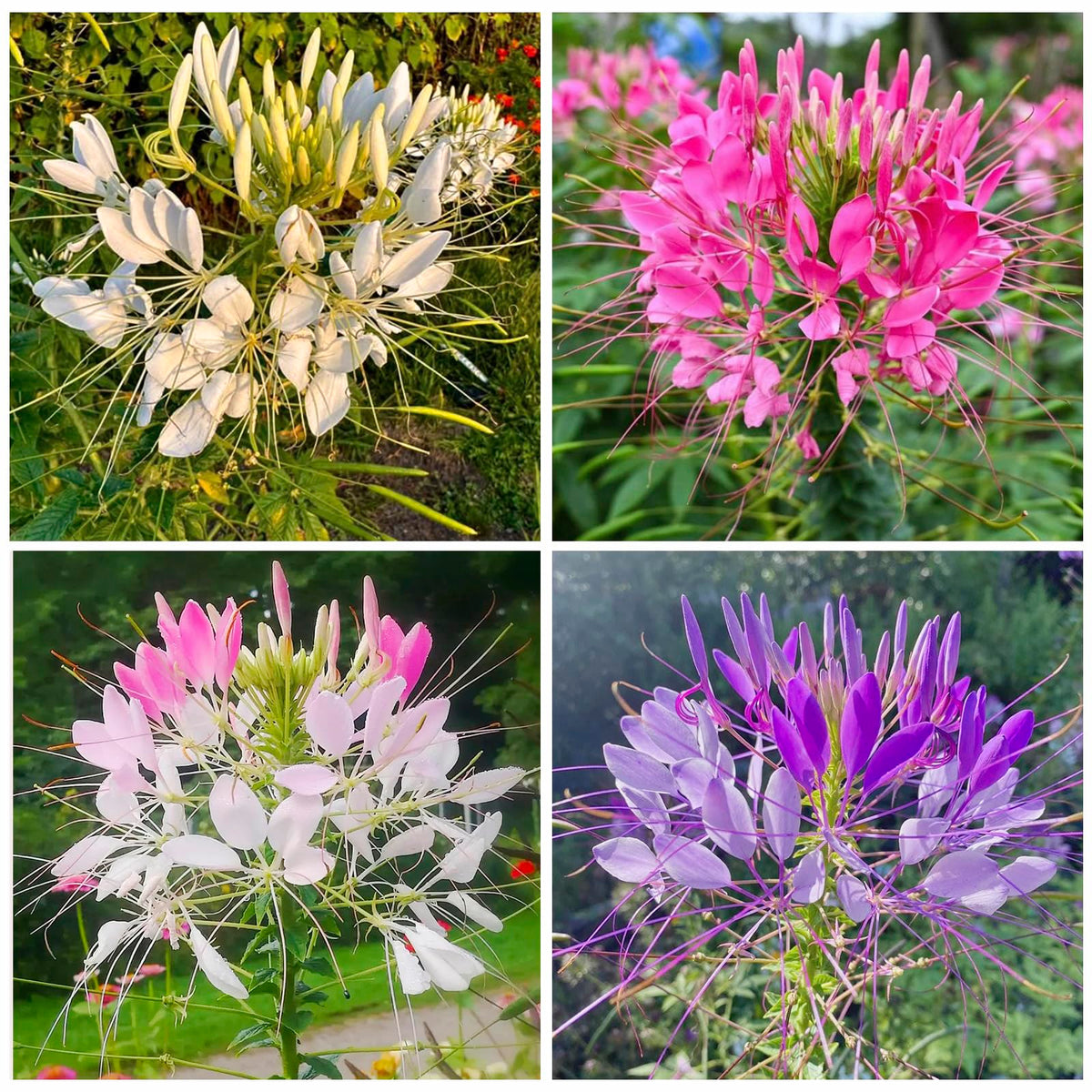 Cleome mix spider flower seeds bloom in sunny borders, attracting butterflies for pollinator beds.
