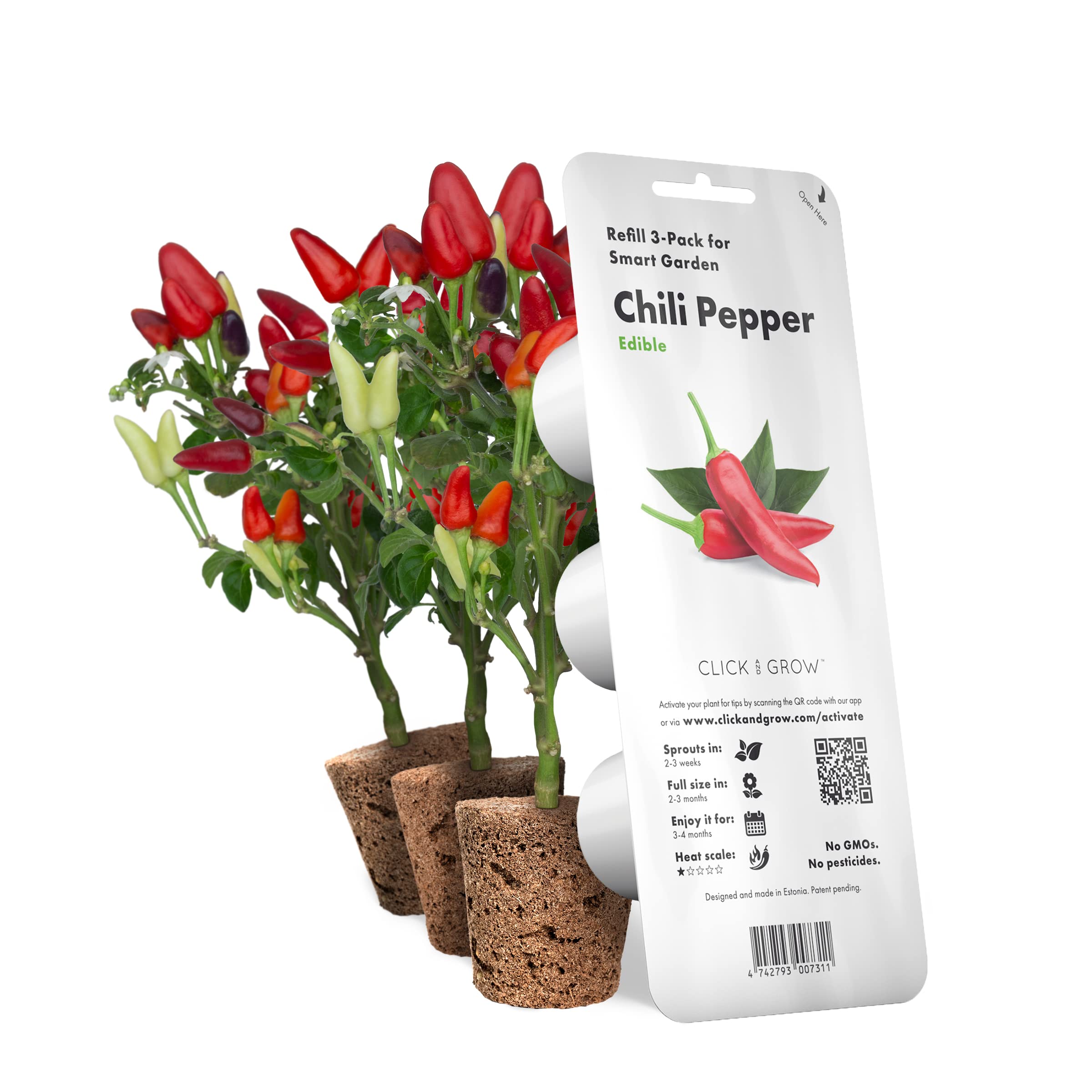 Chili pepper fruits maturing from white to red on a Click and Grow plant.