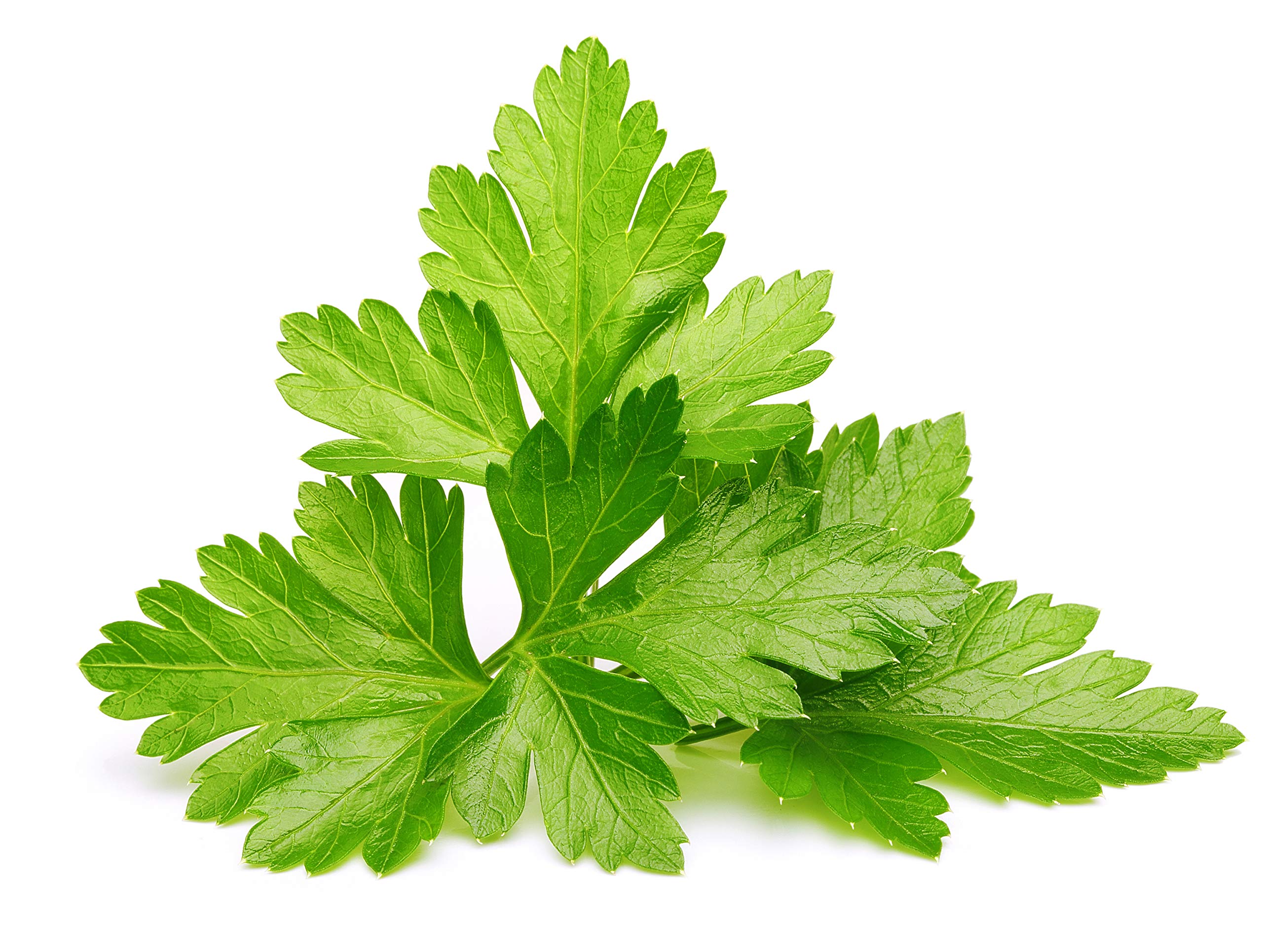Click and Grow cilantro leaves ready to garnish meals.