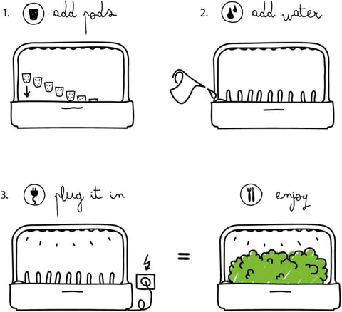 Click and Grow cilantro pod germination visuals promising herbs.