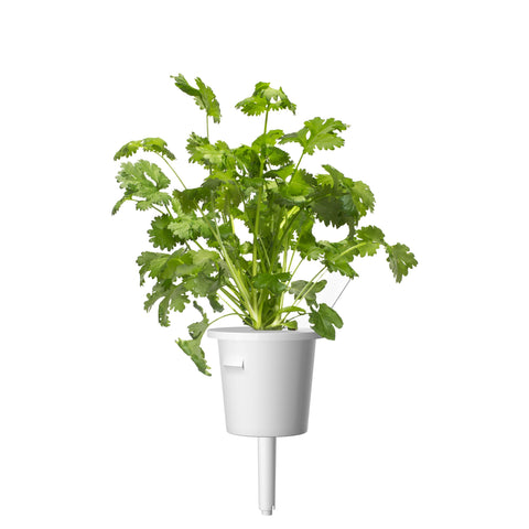 Click and Grow cilantro pod harvest on cutting board.