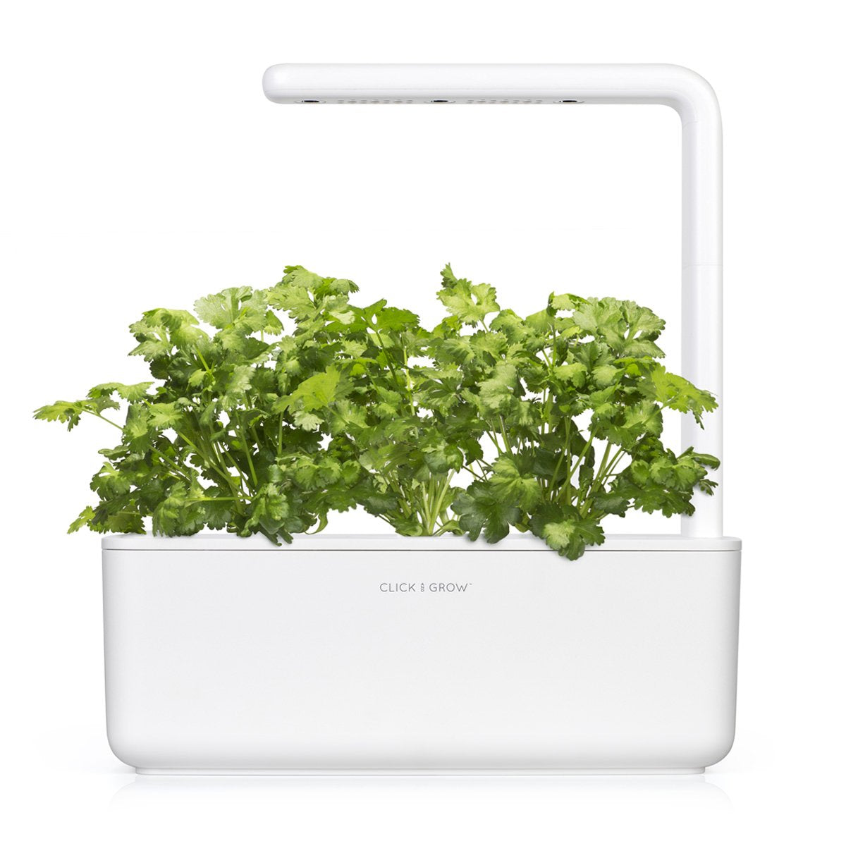 Click and Grow cilantro pod harvest-ready leaves for meals.