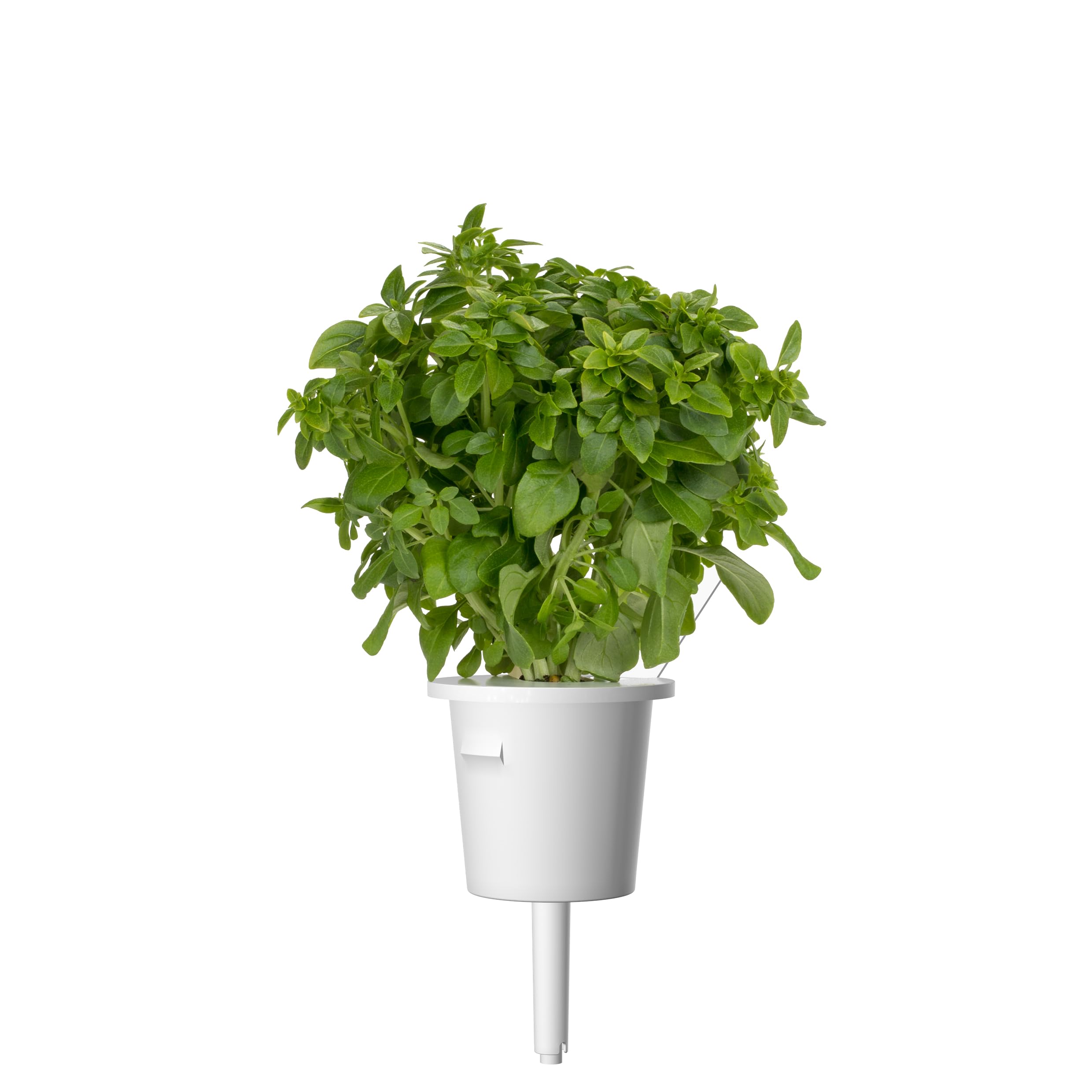 Fresh dwarf basil leaves ready to harvest from Click and Grow