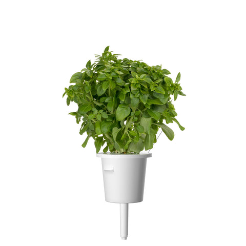 Fresh dwarf basil leaves ready to harvest from Click and Grow