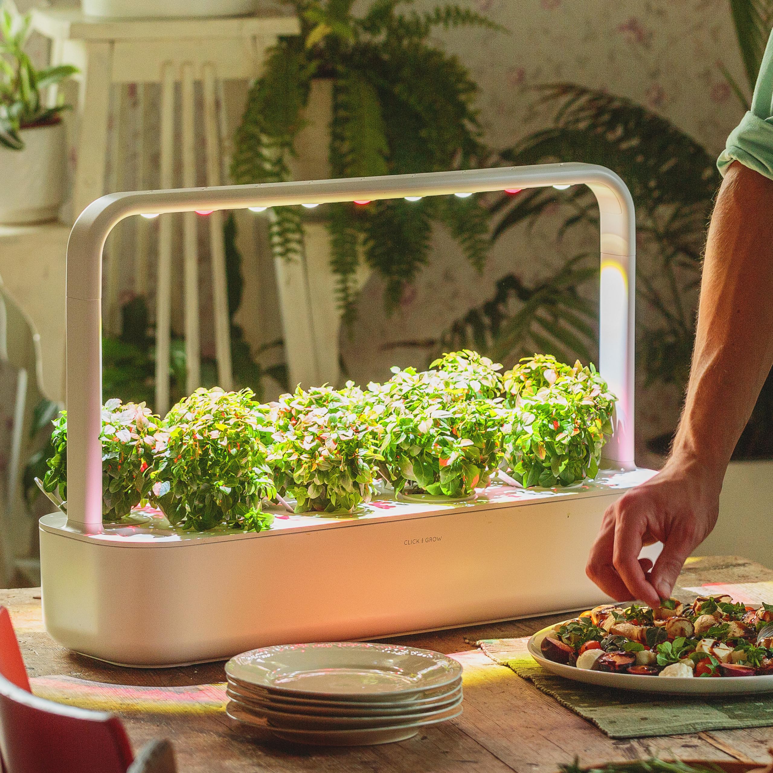Dwarf basil germination stage inside a Click and Grow pod