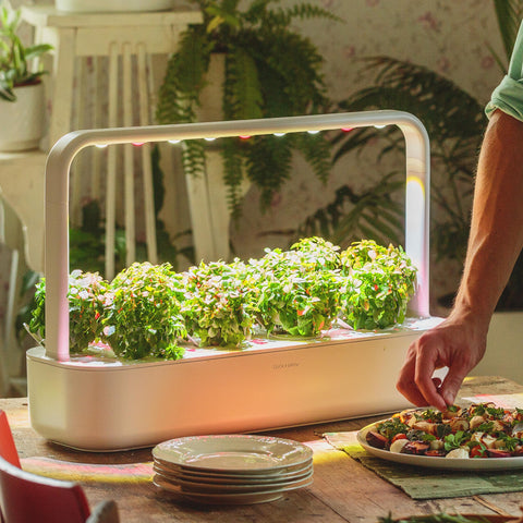 Dwarf basil germination stage inside a Click and Grow pod