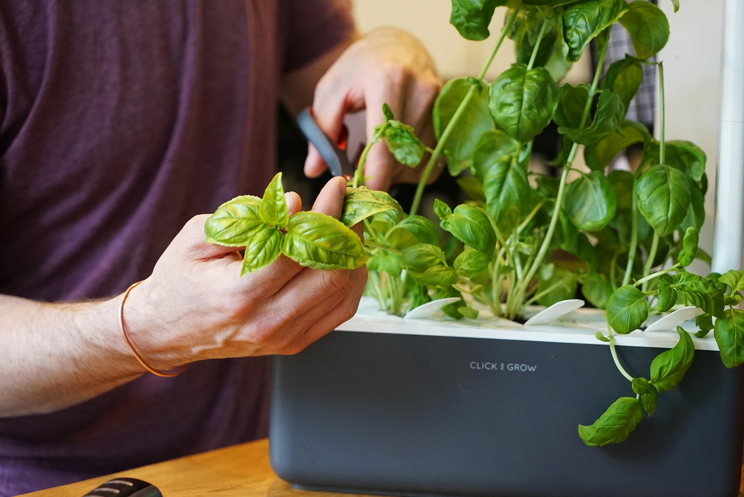 Click and Grow germination timeline shows quick herb growth