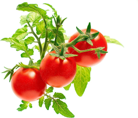 Click and Grow hand-pollination of flowers highlights simple fruit production.