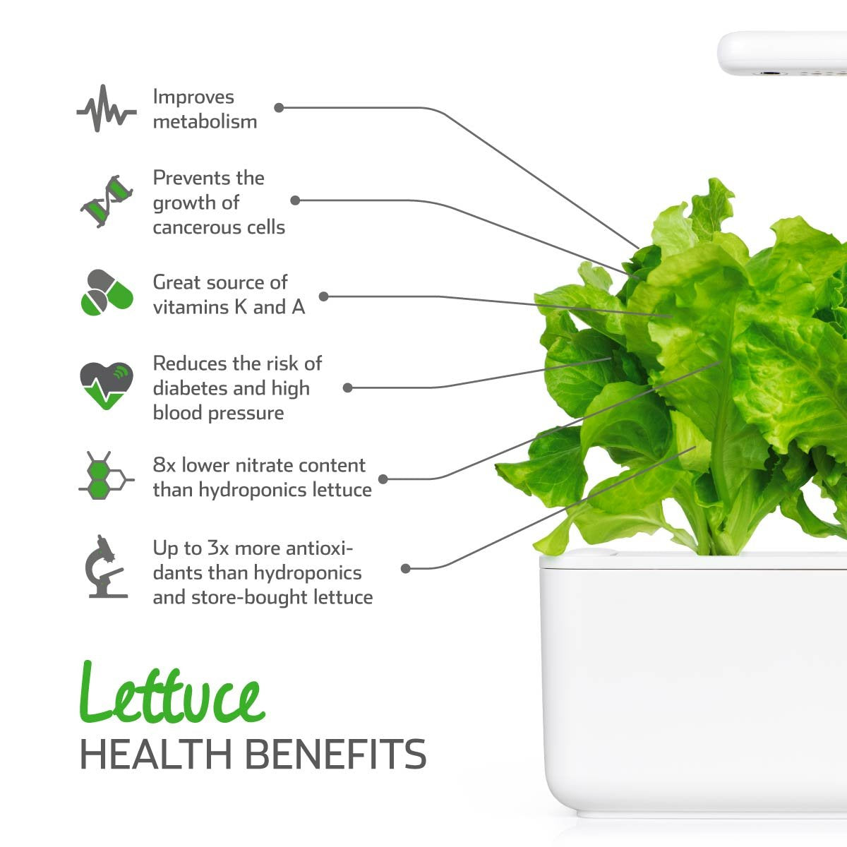 Click and Grow harvest-ready lettuce ready to snip for meals.