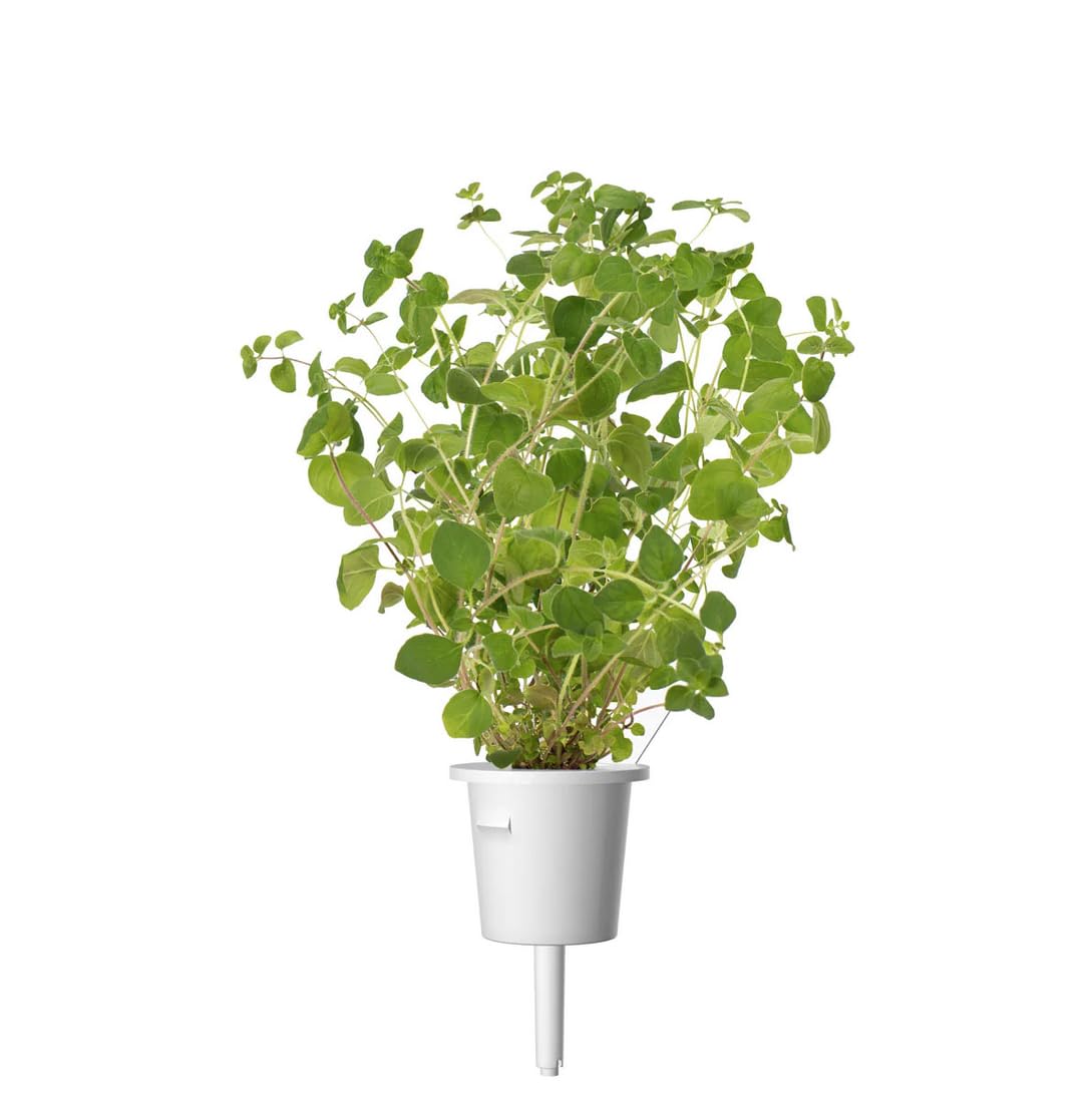 Click and Grow harvest-ready oregano for everyday cooking.