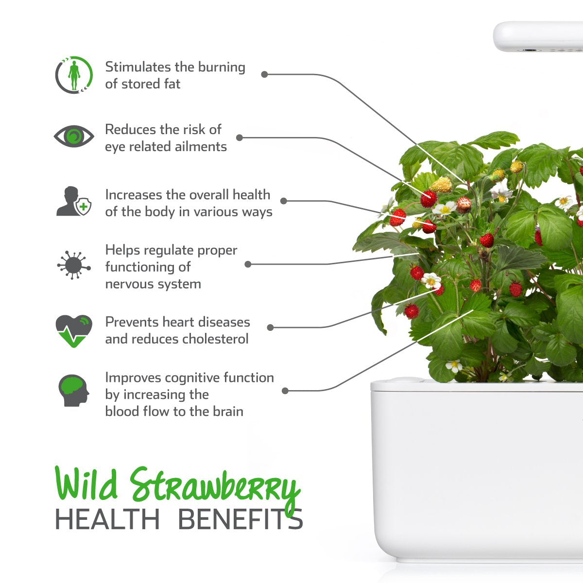 Click and Grow harvest-ready strawberries on a compact indoor garden display.