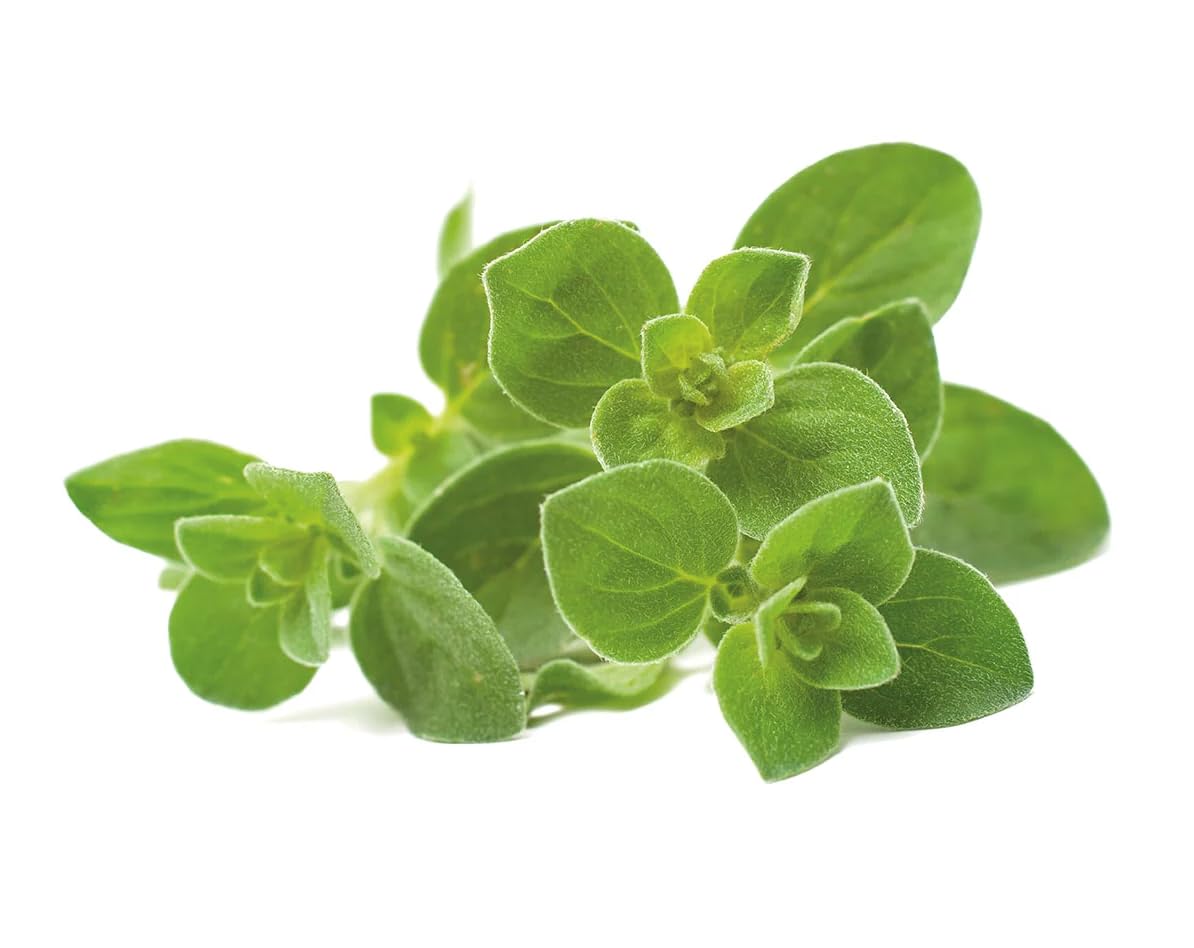 Click and Grow oregano pods sprouting in 7–14 days for fresh harvest.