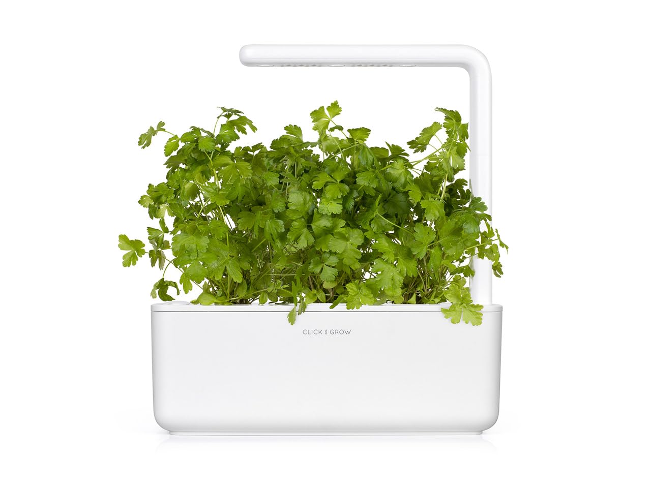 Click and Grow plain parsley pod showcases vibrant leaves for fresh recipes.