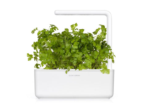 Click and Grow plain parsley pod showcases vibrant leaves for fresh recipes.