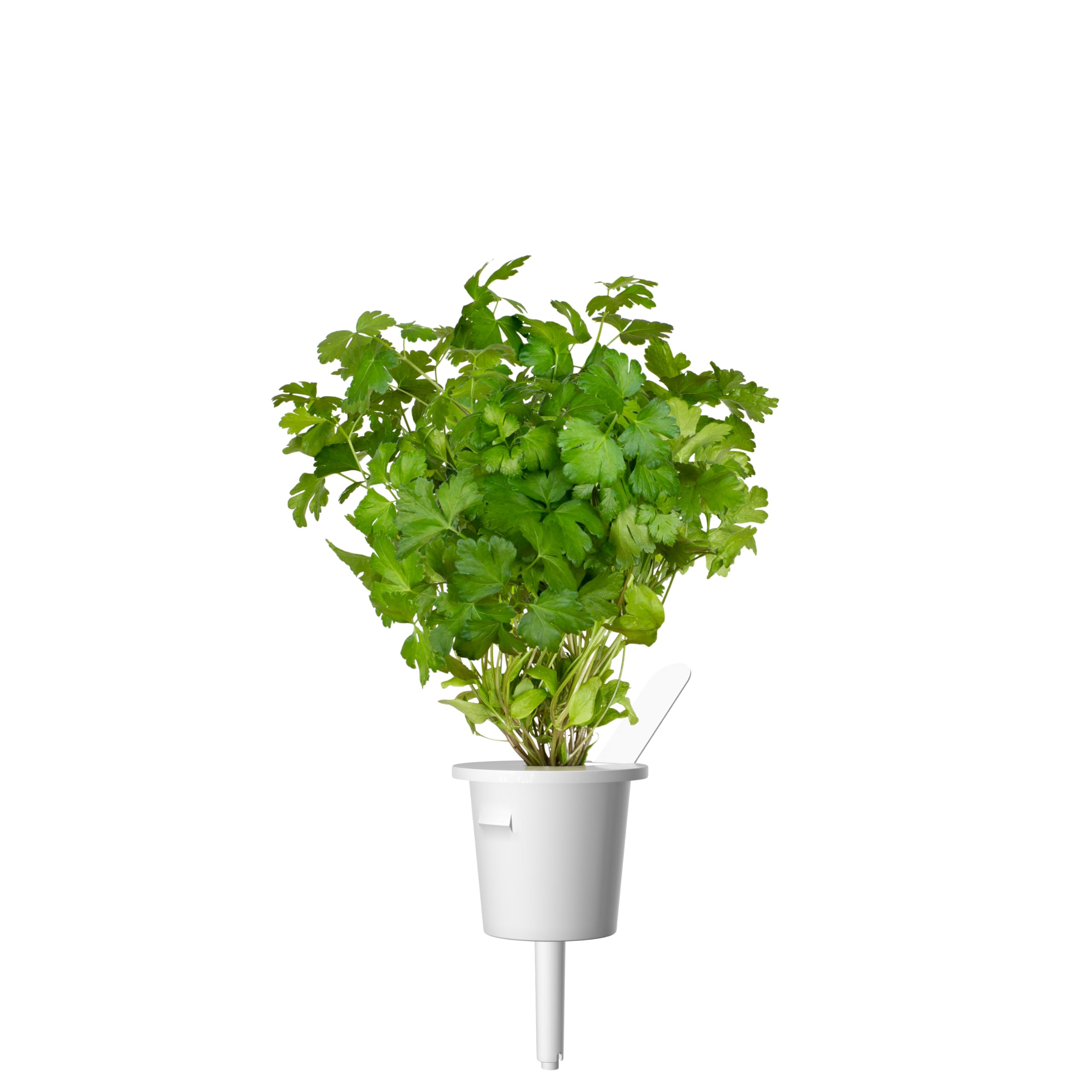 Click and Grow plain parsley pod on a plate adds bright garnish and aroma.