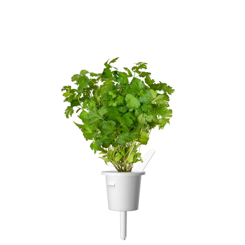 Click and Grow plain parsley pod on a plate adds bright garnish and aroma.