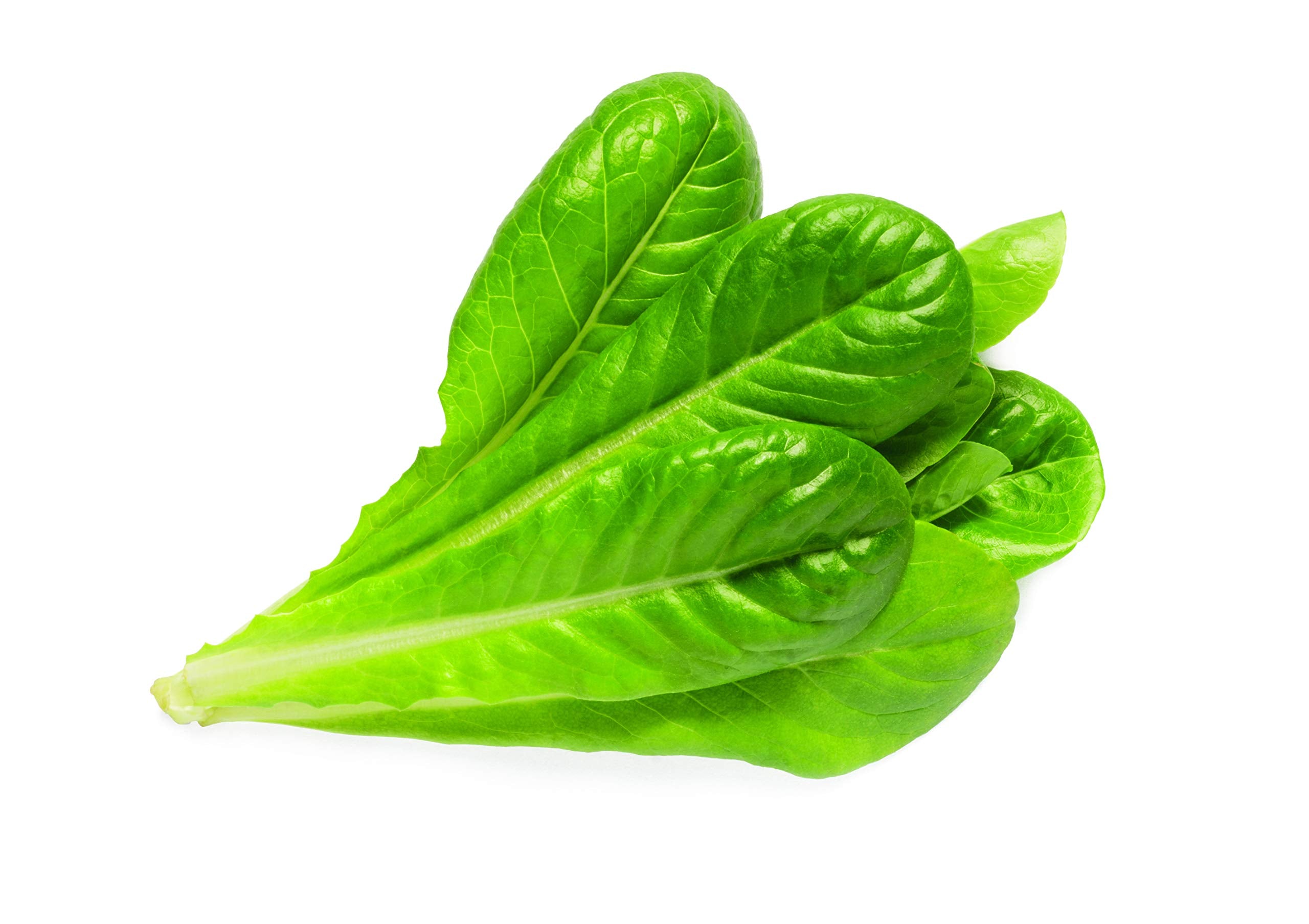 Click and Grow romaine germination closeup shows seeds sprouting in a modern garden.
