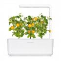 Kit on a sunny windowsill enabling homegrown cherry tomatoes