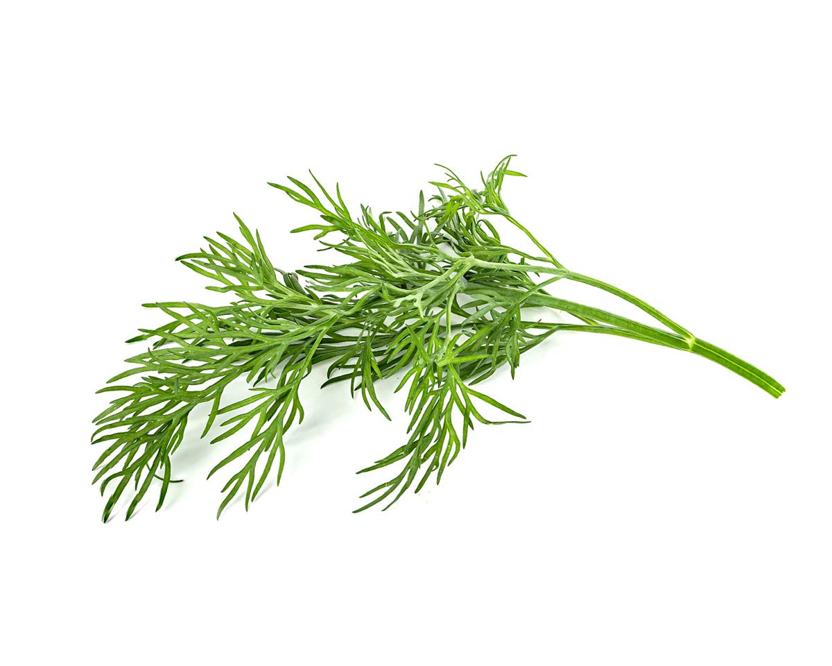Smart garden with dill pods inserted for hassle-free growing