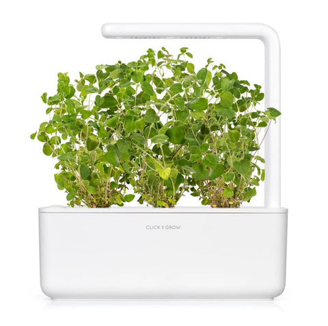 Click and Grow smart garden setup with oregano for easy herb growing.