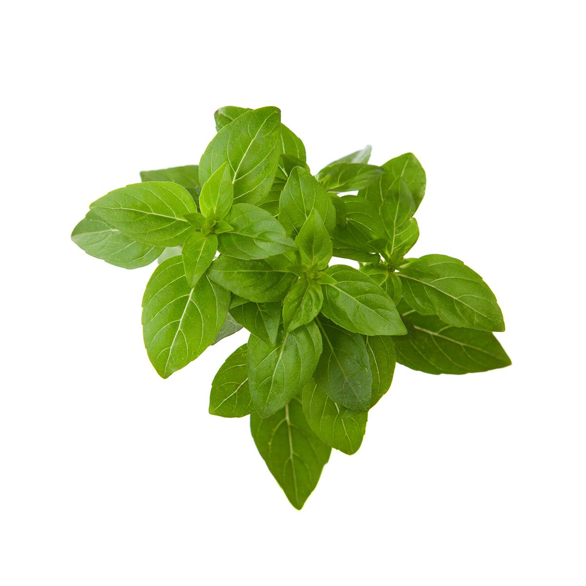 Click and Grow smart garden setup showing compact herb system