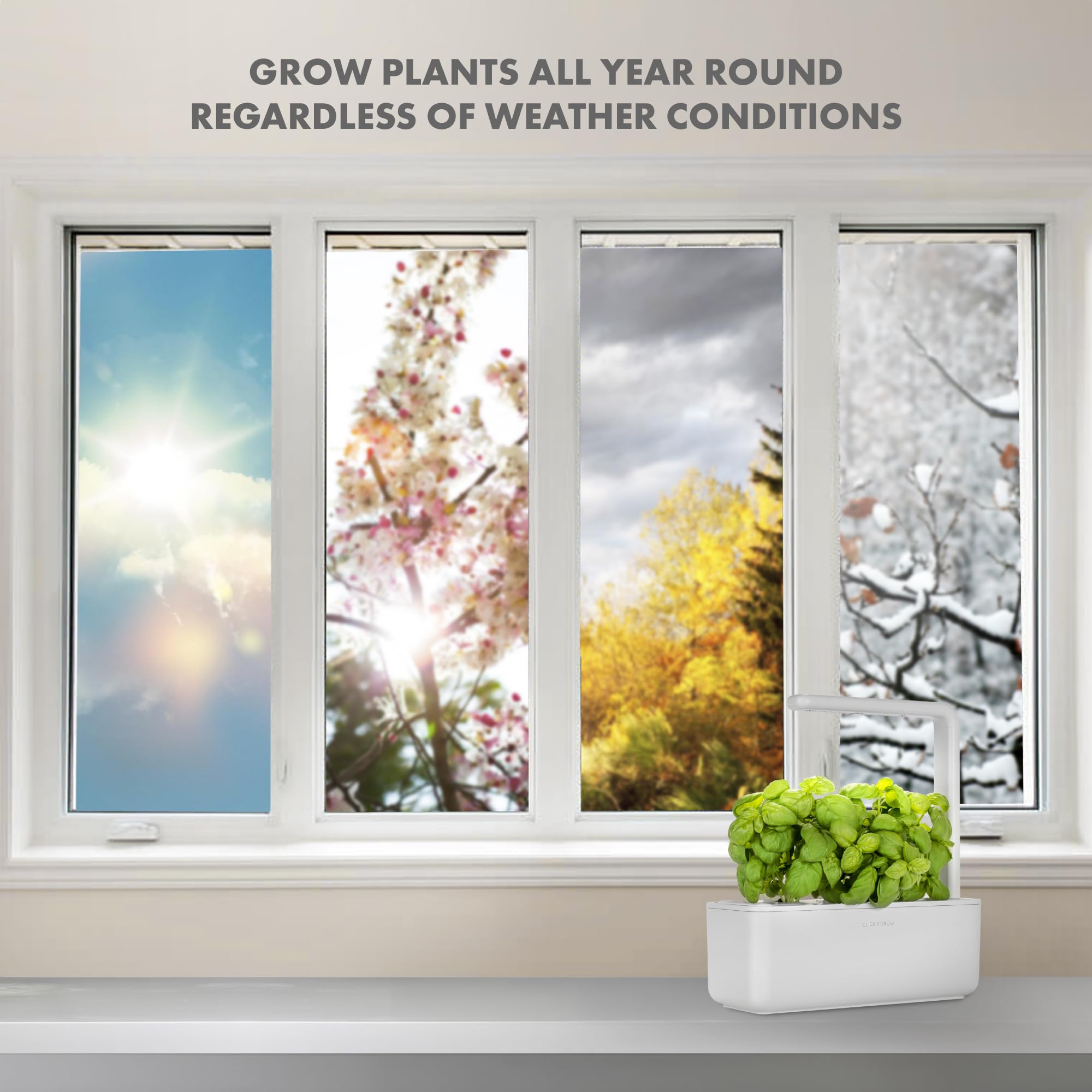 Click & Grow herbs being transplanted into a larger window planter.