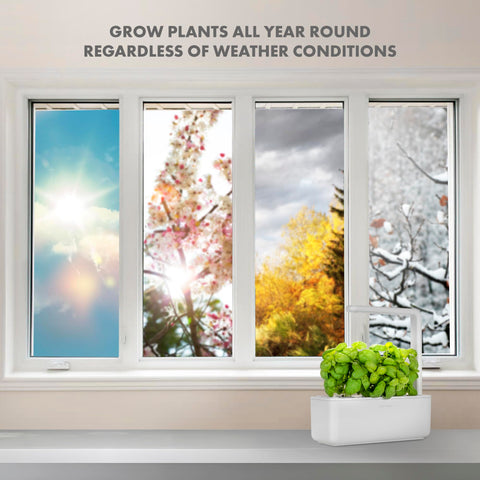 Click & Grow herbs being transplanted into a larger window planter.