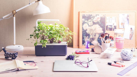 Click & Grow transplant-ready herbs for moving to larger planters.