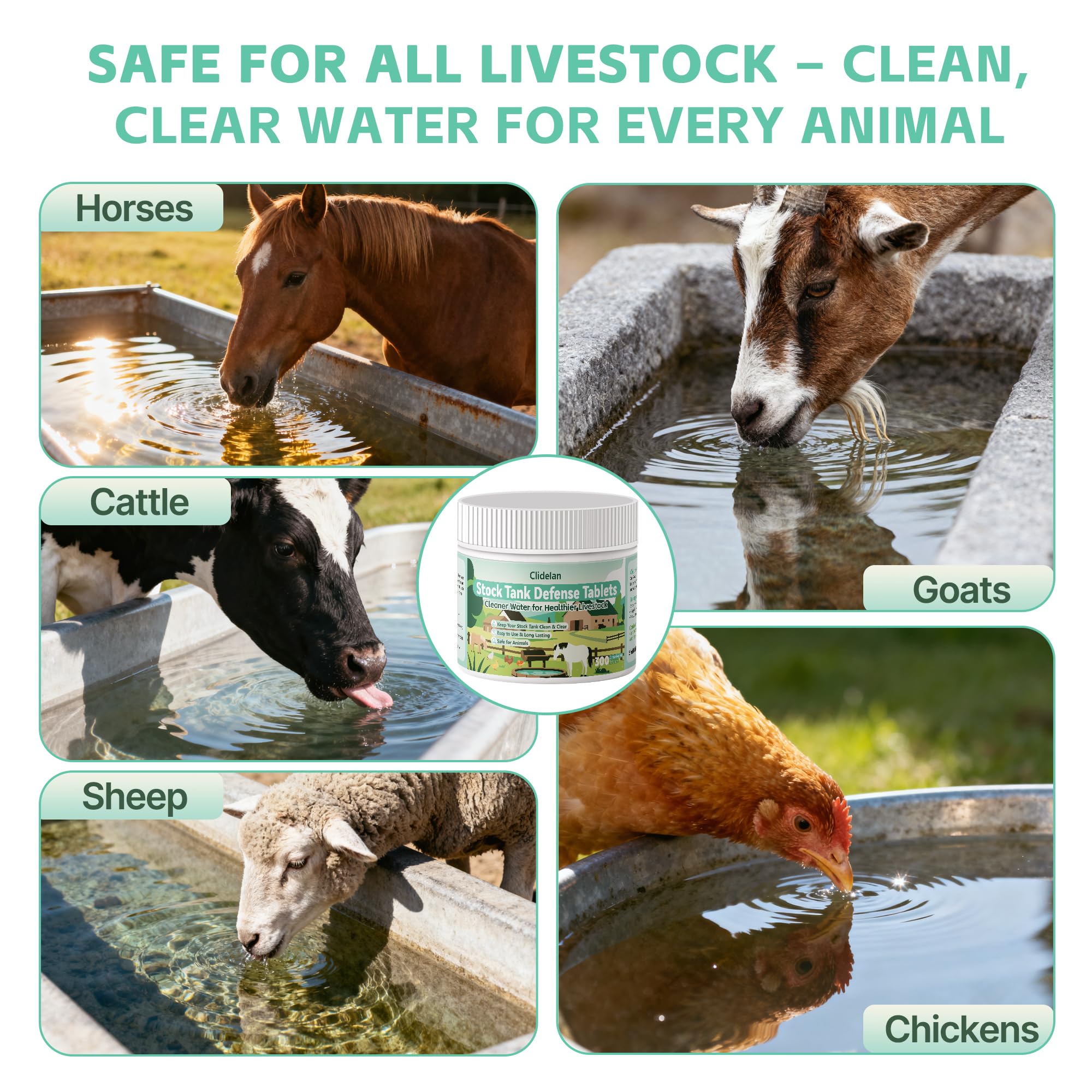 Cattle drink clean water after Clidelan dosing