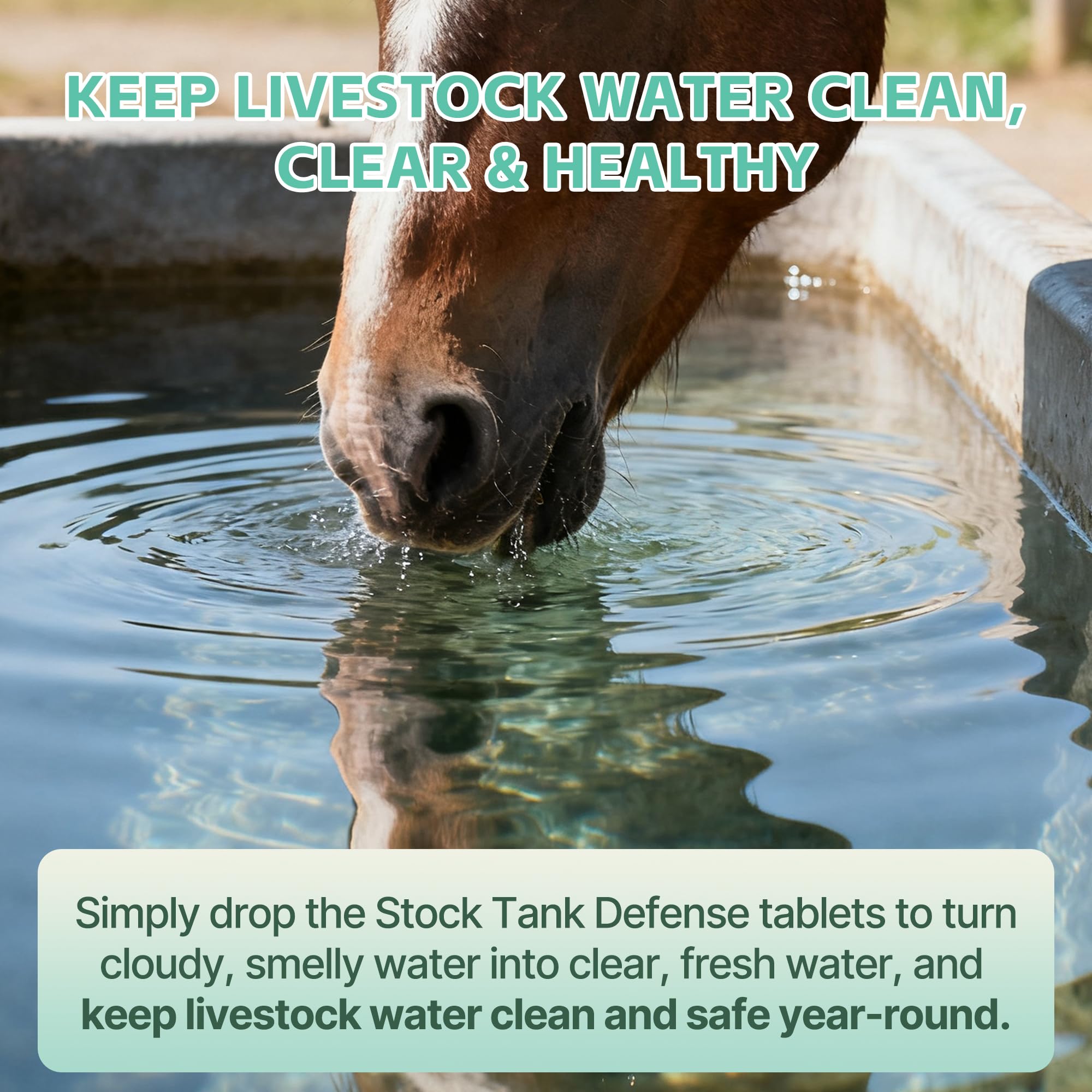 Horses drink from a trough with Clidelan tablets