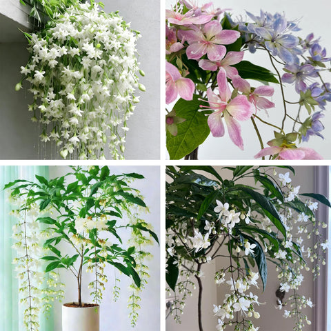 Climbing Jasmine Seeds with fragrant bloom for patio ambiance and scent along walkways.