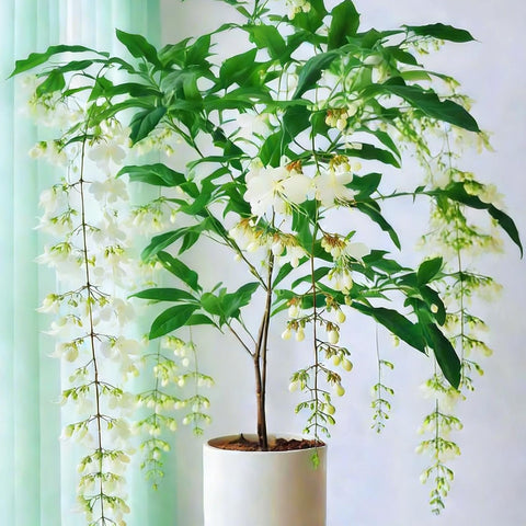 Climbing Jasmine Seeds flowering in the evening for fragrant outdoor ambience.